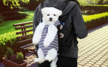 Choosing the Perfect Dog Carrier for Your Pet's Comfort and Safety