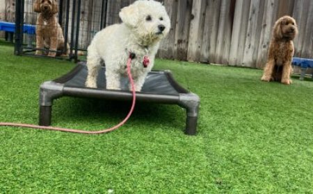 Why the Good Walker Handsfree Leash Revolutionizes Dog Walking and Training