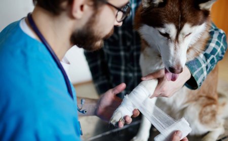 Why an Emergency Veterinarian Service Is Crucial for Pets