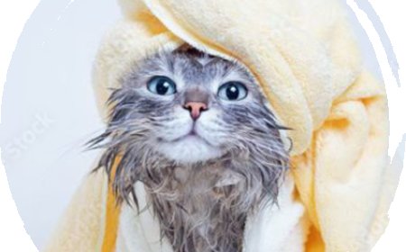 Why Choosing the Right Grooming Station Matters for Your Pet in San Diego