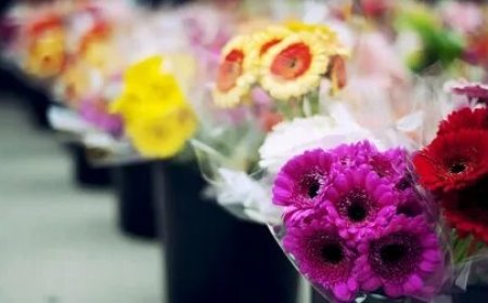 Indoor Plants vs Flowers: Toronto Decor Trends 2025