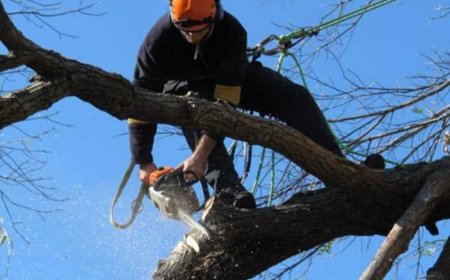The Ultimate Guide to Tree Pruning: Boosting Tree Health, Beauty, and Safety