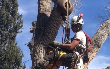Tree Pruning: The Complete Guide to Healthier, Stronger, and Safer Trees