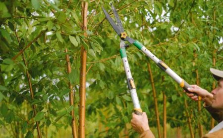 The Ultimate Guide to Tree Pruning: Techniques, Benefits & Timing
