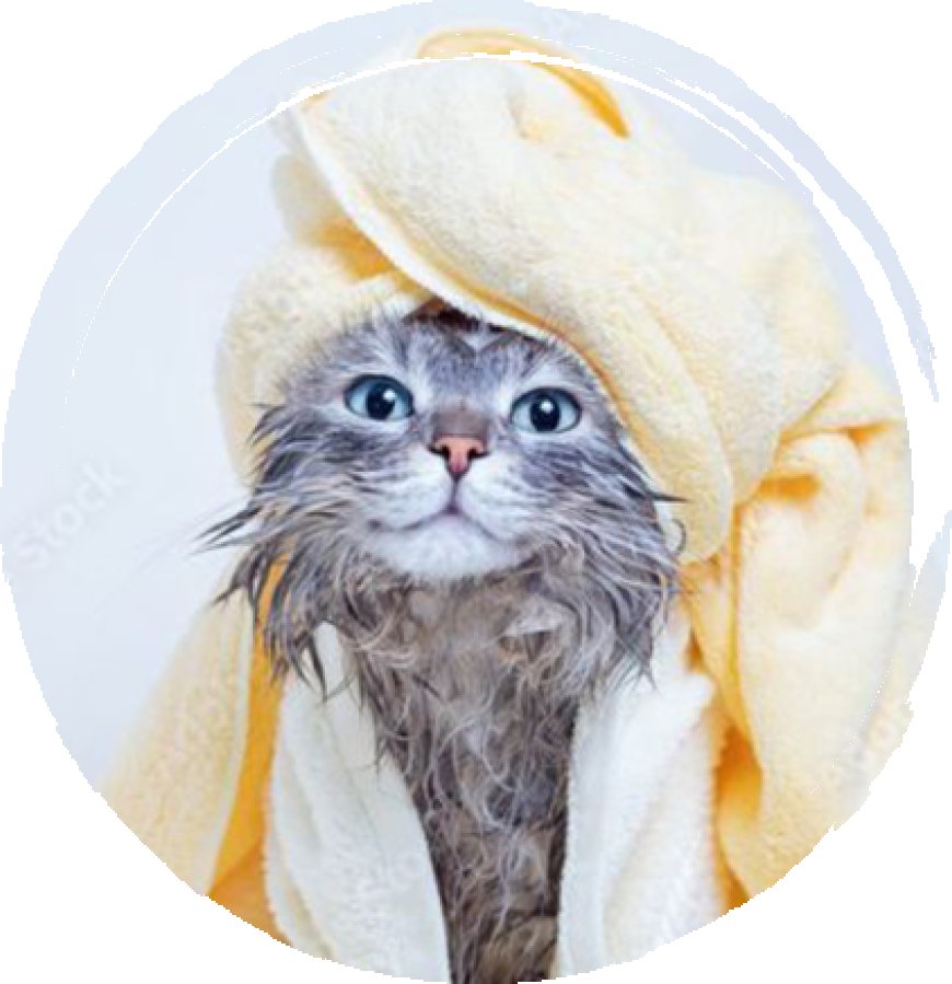 Why Choosing the Right Grooming Station Matters for Your Pet in San Diego