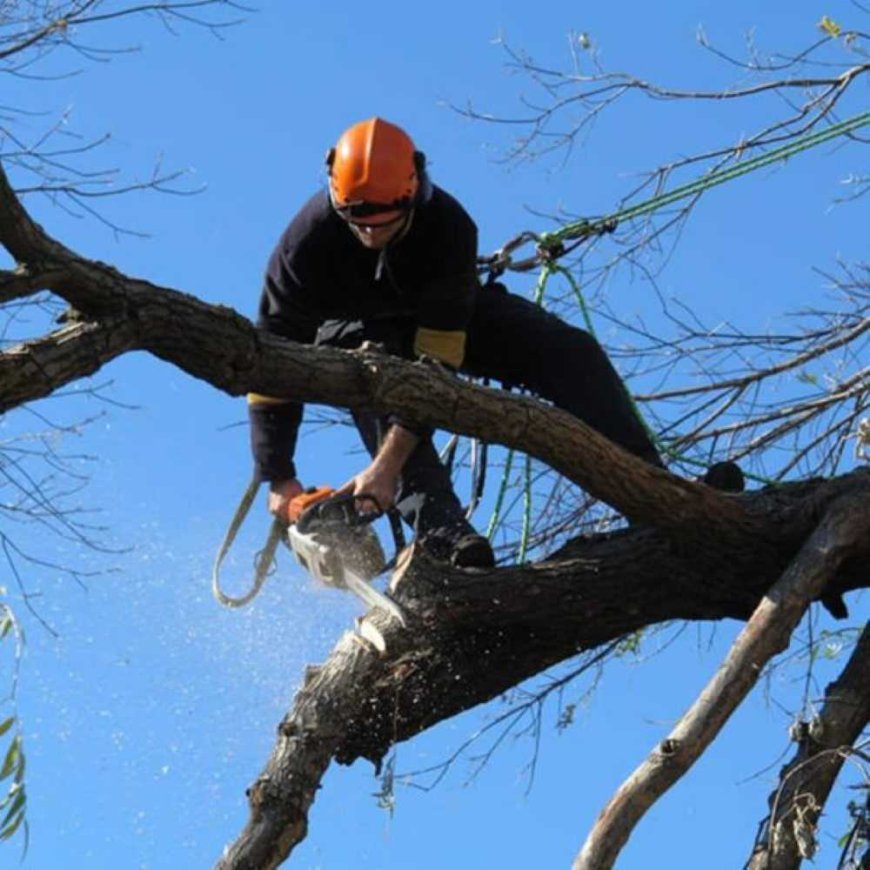 The Ultimate Guide to Tree Pruning: Boosting Tree Health, Beauty, and Safety