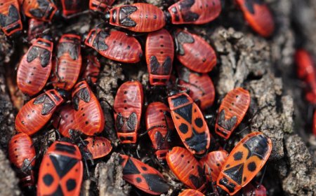 Keeping Your Home Safe: Simple Guide to Pest Control in Burnside Heights, Keilor Park & Derrimut