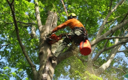 Tree Maintenance Company Tips for Storm-Ready Trees