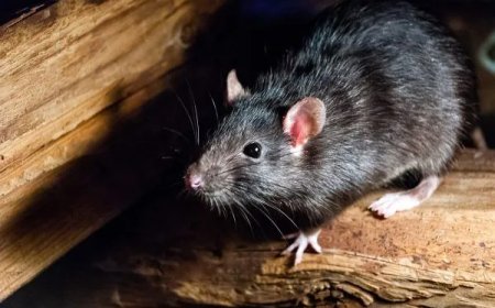 🐀 Rodent Control Melbourne Prices: What Should You Really Expect?