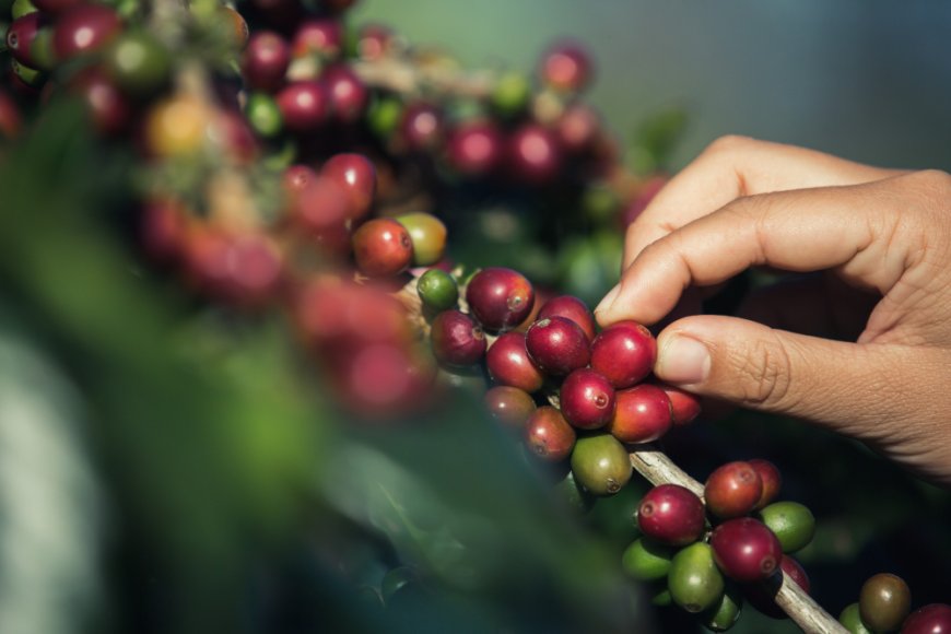 Stock Smarter: Coffee Supplies Wholesale That Boost Profits & Flavor