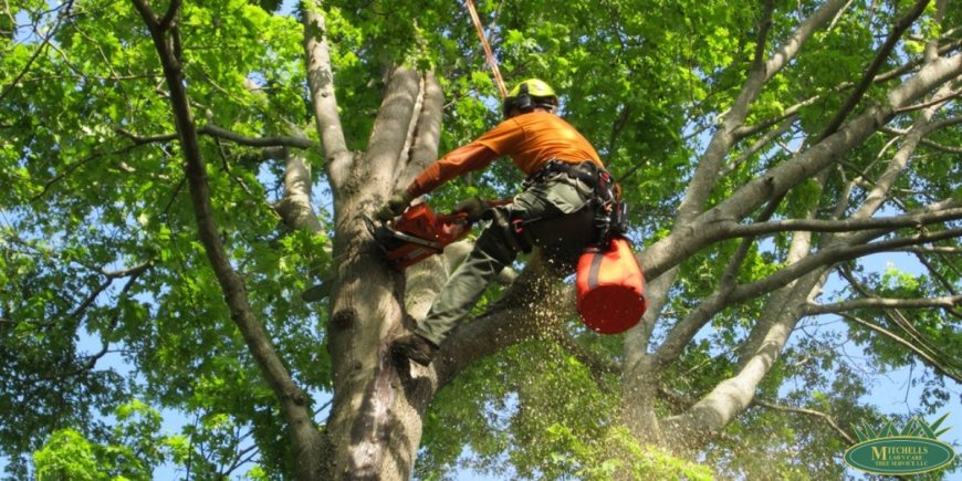 Tree Maintenance Company Tips for Storm-Ready Trees