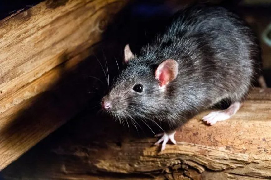🐀 Rodent Control Melbourne Prices: What Should You Really Expect?